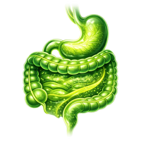 Ways Chlorophyll Supports The Body